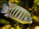 Karimeen Pollichathu