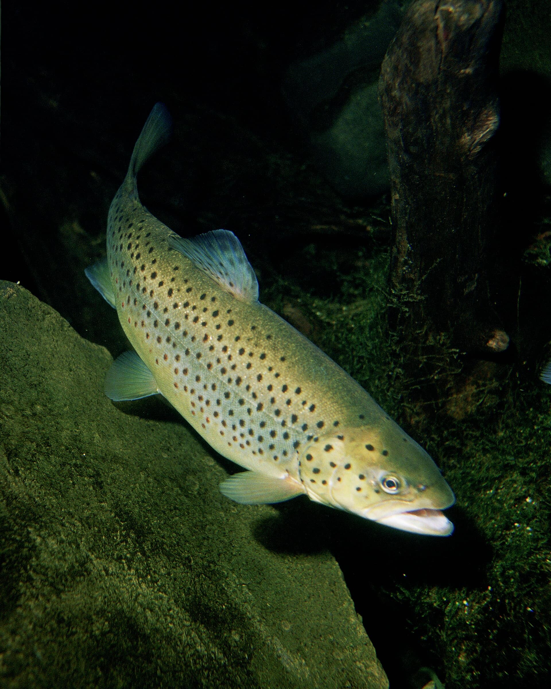 River Trout Fry