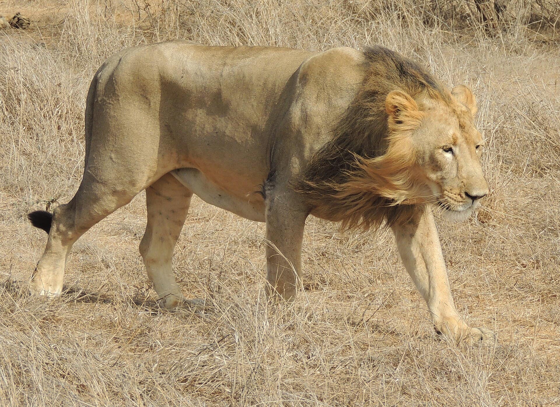 Asiatic Lion Safari