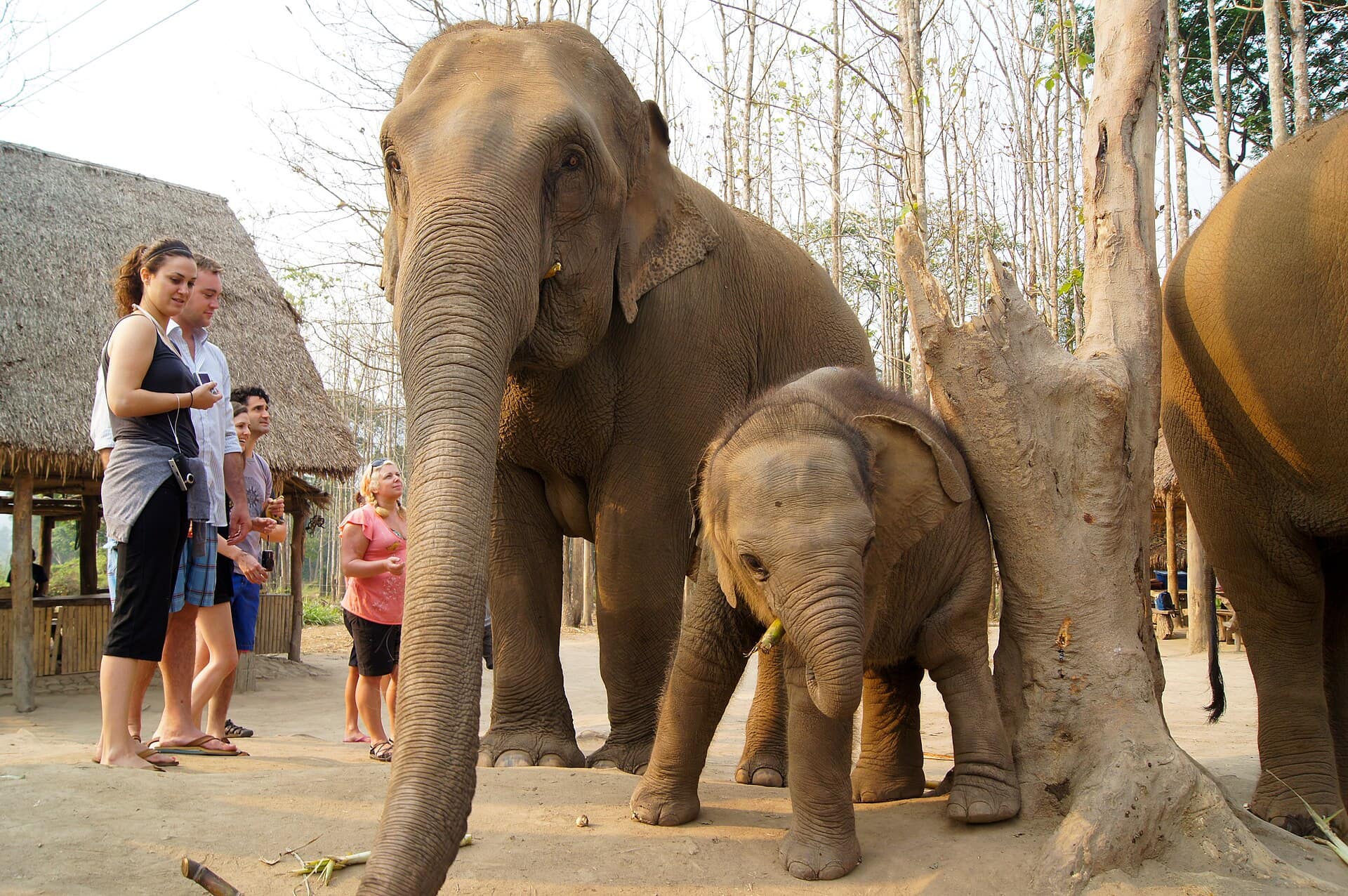 The elephant sanctuaries