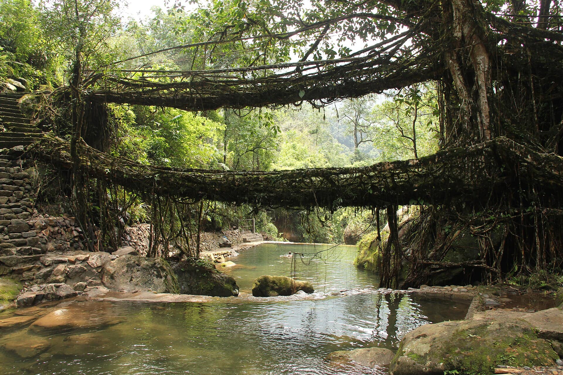 Double Decker Living Root Bridge