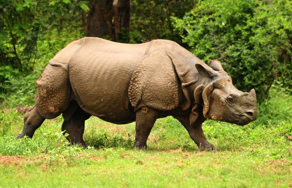 One-Horned Rhino Safari