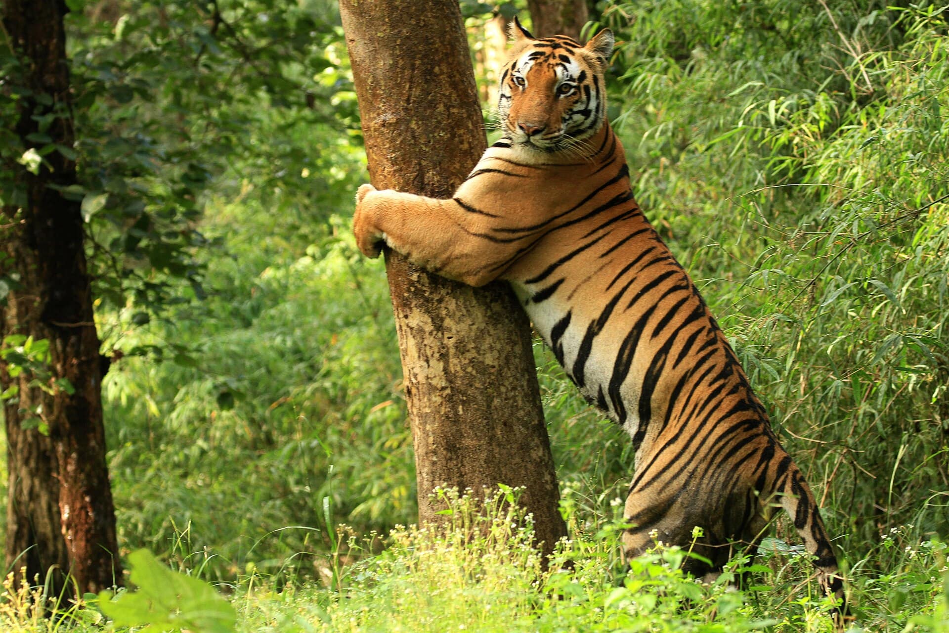 Kanha Meadows