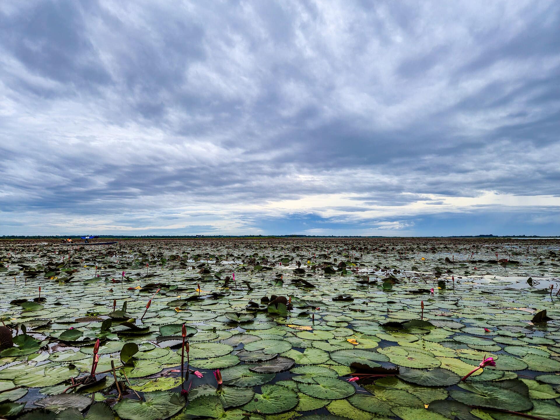 The Red Lotus Sea