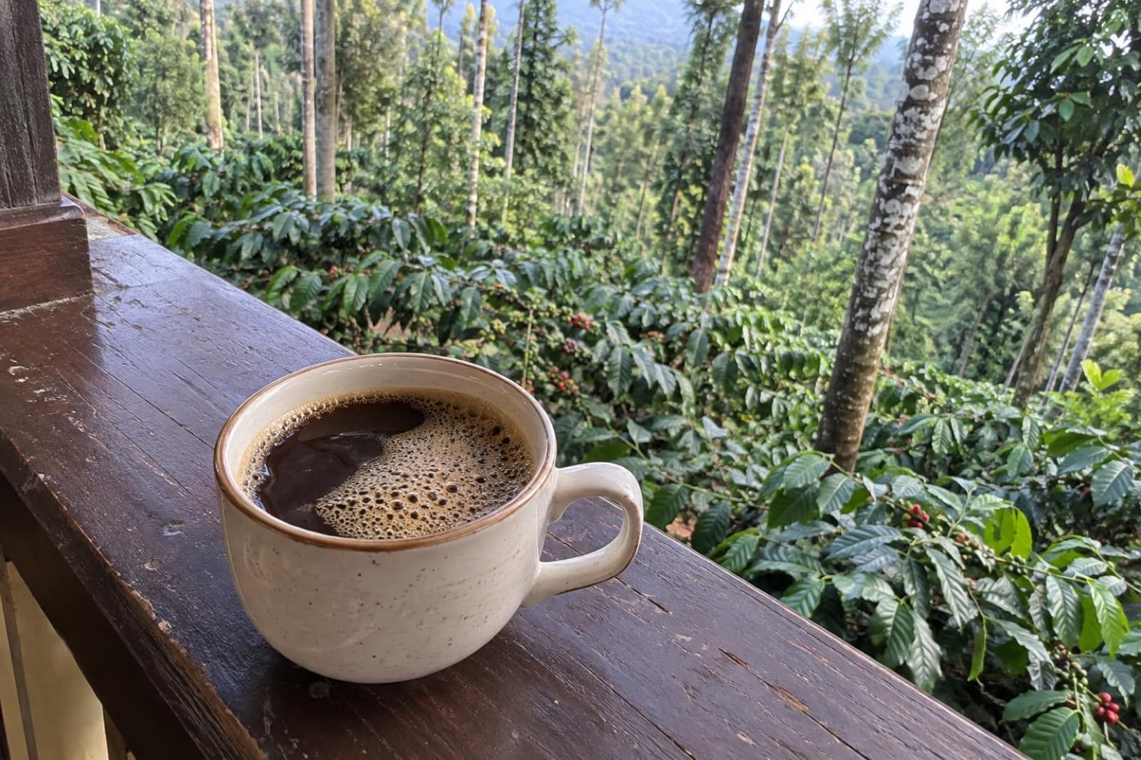 Coorg Coffee