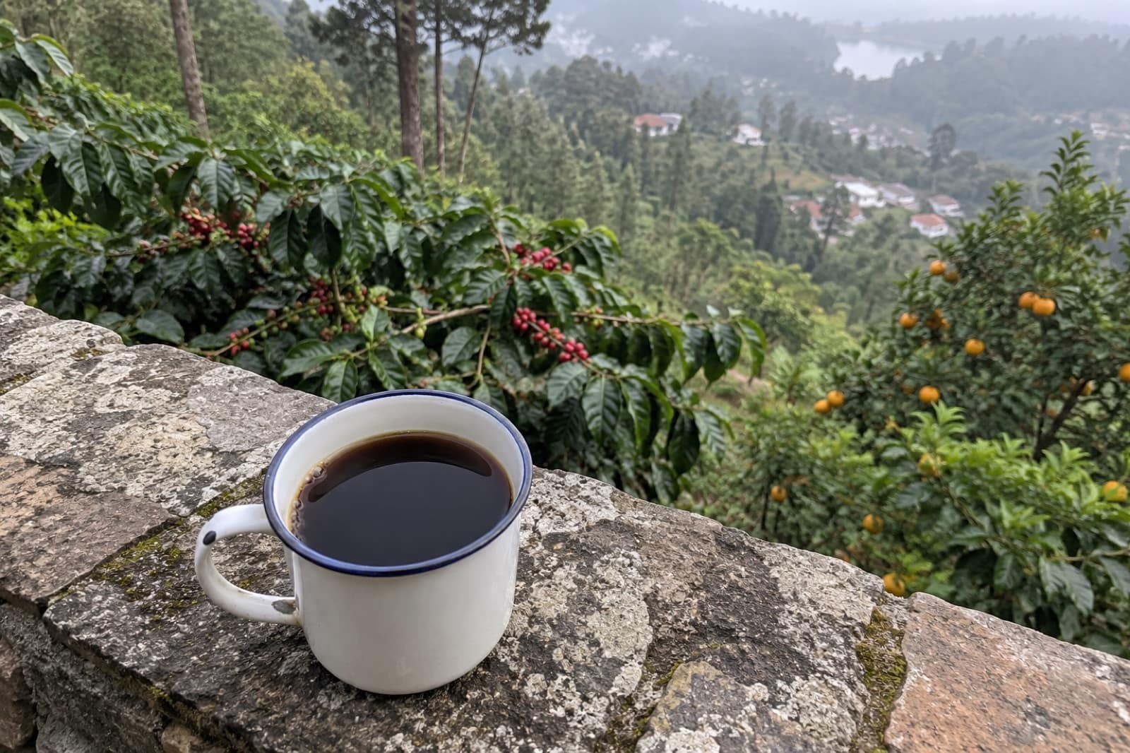 Shevaroy Estate Coffee