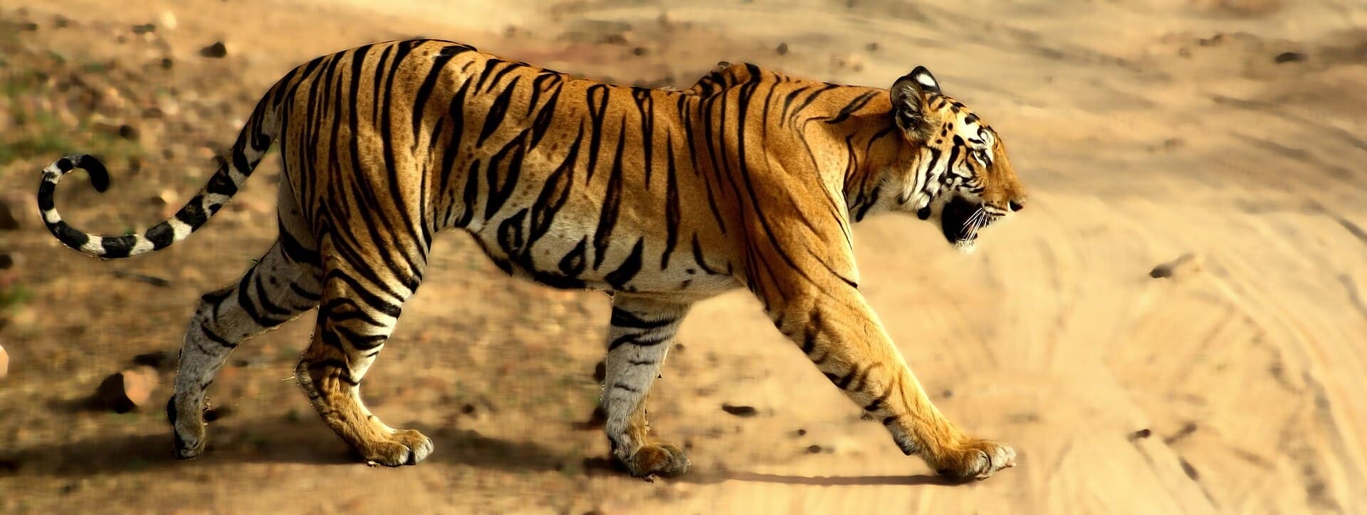 Bandhavgarh, Madhya Pradesh