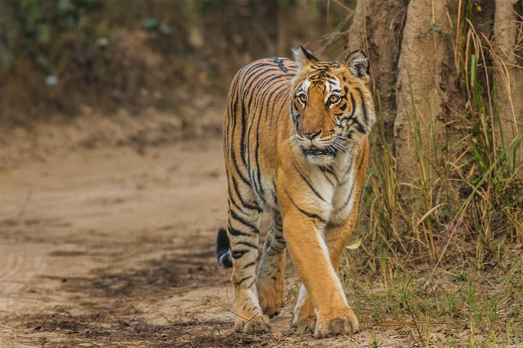 Jim Corbett, Uttarakhand