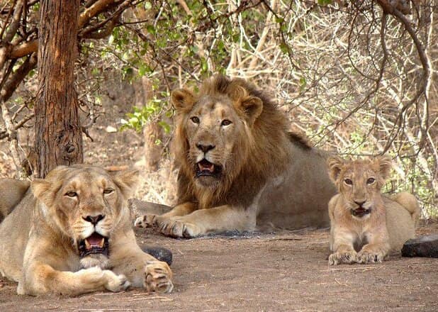 Sasan Gir, Gujarat