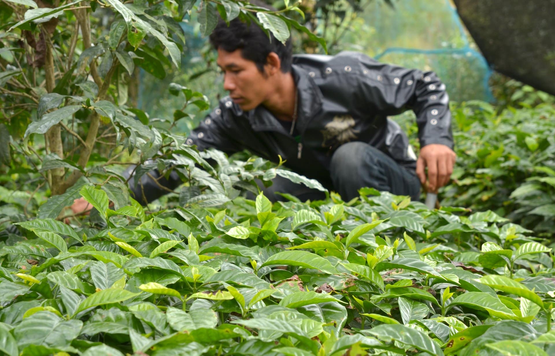 Northern Thai coffee